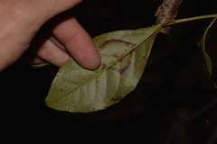 Quintinia verdonii