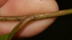 Quintinia verdonii