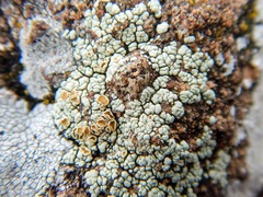 Rhizoplaca subdiscrepans