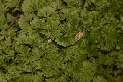 Hymenophyllaceae