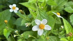 Bidens pilosa