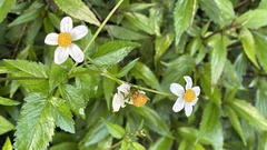 Bidens pilosa