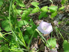 Calystegia sepium spectabilis