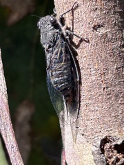 Atrapsalta encaustica