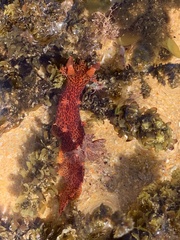 Plocamopherus imperialis