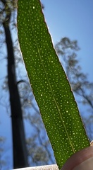 Eucalyptus approximans