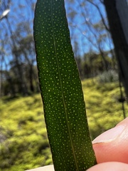 Eucalyptus approximans