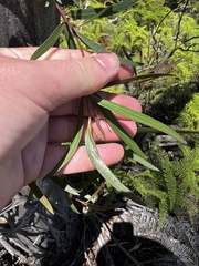 Eucalyptus approximans