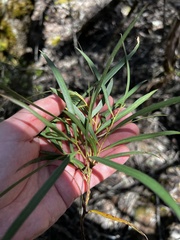 Eucalyptus approximans