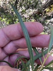 Eucalyptus approximans