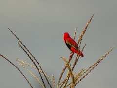 Euplectes franciscanus