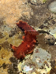 Plocamopherus imperialis