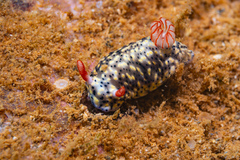 Hypselodoris infucata