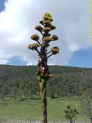 Agave gentryi