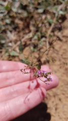 Boerhavia dominii