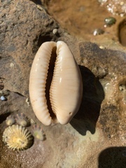 Lyncina vitellus