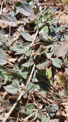 Boerhavia dominii