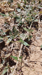 Boerhavia dominii