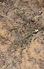 Boerhavia dominii