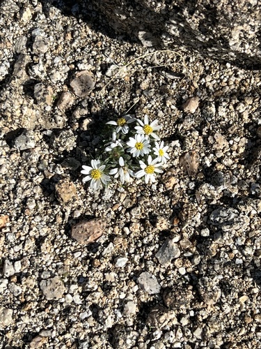 iNaturalist observation photo of Mojave desertstar