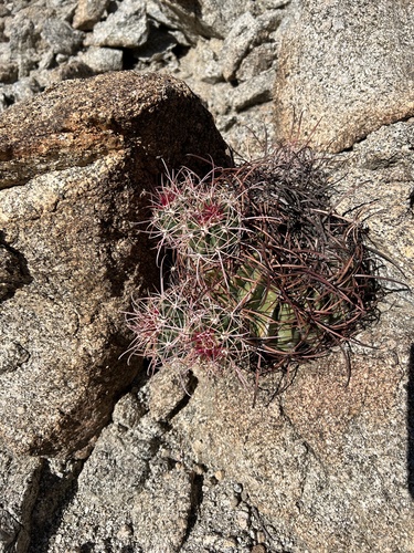 iNaturalist observation photo of California Barrel Cactus