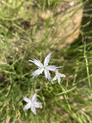 Dianthus mooiensis