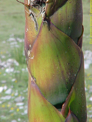 Agave gentryi