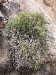 Pleurocoronis pluriseta