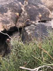 Pleurocoronis pluriseta