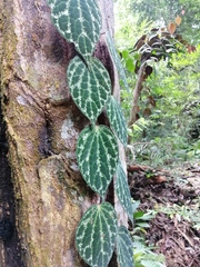 Piper porphyrophyllum