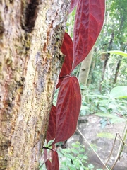 Piper porphyrophyllum
