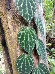 Piper porphyrophyllum