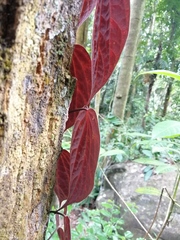 Piper porphyrophyllum