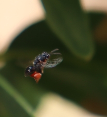 Brachymeria podagrica