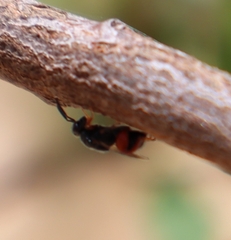 Brachymeria podagrica