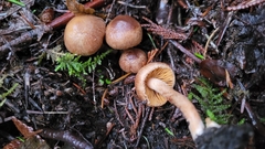 Inocybe cinnamomea