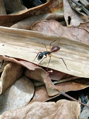 Dinomyrmex gigas borneensis