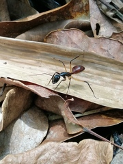 Dinomyrmex gigas borneensis