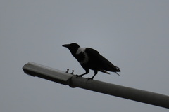 Corvus pectoralis