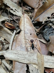 Dinomyrmex gigas borneensis
