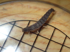 Pyrocoelia formosana