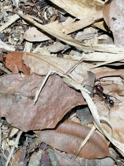 Dinomyrmex gigas borneensis