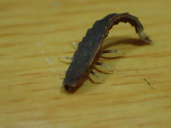 Pyrocoelia formosana