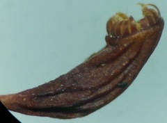Funaria hygrometrica