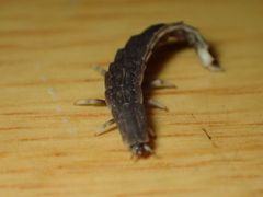 Pyrocoelia formosana