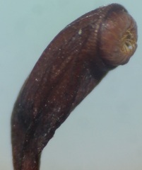 Funaria hygrometrica