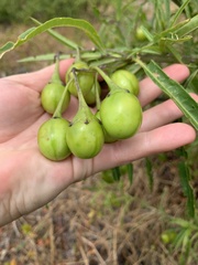 Solanum vescum