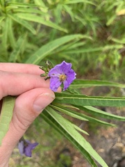 Solanum vescum