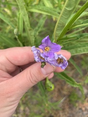 Solanum vescum