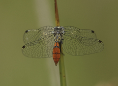 Nannophya australis